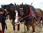 A working pair of heavy horses having a break.